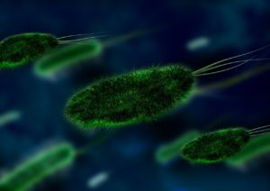 Bacteria in the workplace