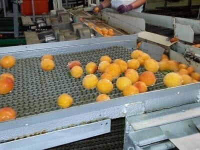 Produce on a conveyor belt at a factory.
