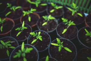 Simple Ways Schools Can Go Green
