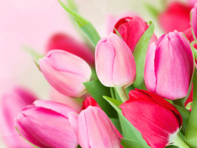 Photo of pink tulips.