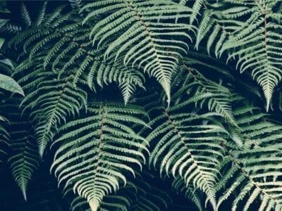 Close up photo of green foliage.